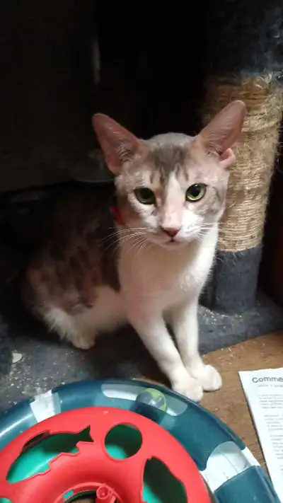 NEED GONE ASAP not my cat, View more