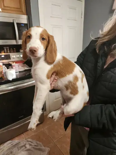 Purebred Brittany Spaniel Puppies Ready For Rehomming. Mom And Dad Are Both On Site, They Are Both C...