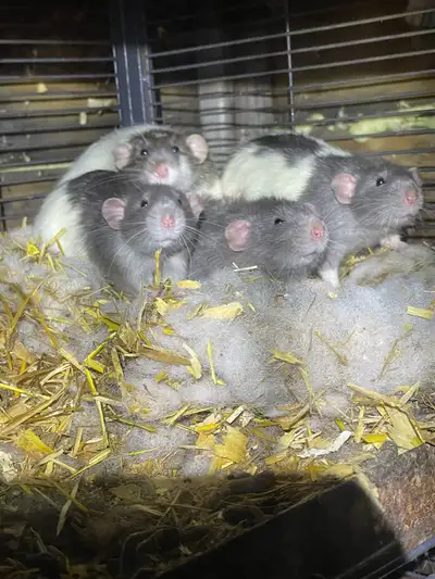 Loved !!! Pet Rats (need loving homes), View more