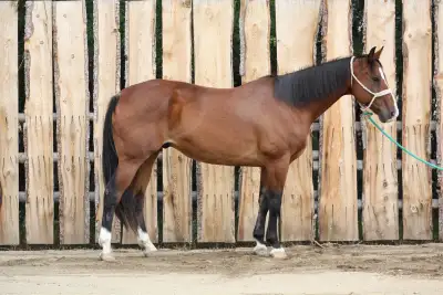 10 yr Old Warmblood SportHorse Type Gelding, View more