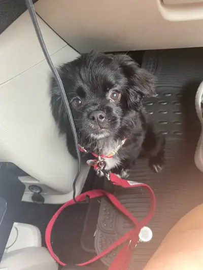 Meet Westley, an incredibly sweet and playful Pomeranian/Shih Tzu mix, born on April 3, 2024. He's a...