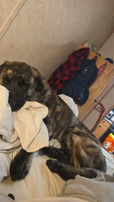 Unfortunately life happens and my friend chucky needs a new home. He’s very energetic and full of lo...
