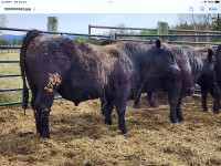 Registered Black Angus yearling Heifer Bull