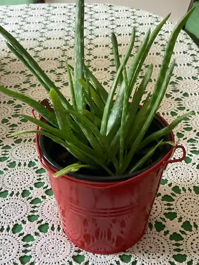Aloe Vera Plants, View more