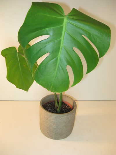 Set of 2 Separate Live Monstera Plants in Cover Pots, View more