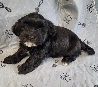 Pure bred Havanese Puppies, View more