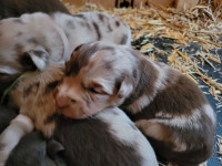 Registered Australian Shepherd  Puppies