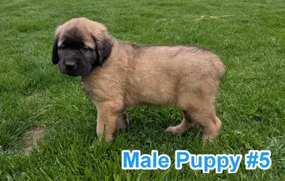 Cane Corso & Bull Mastiff puppies, family raised with children. Beautiful colors and going to be big...