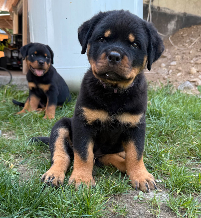 Chiot Rottweiler Pure Race dans Chiens et chiots à adopter  à Val-d'Or - Image 4