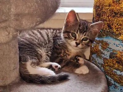Kittens ready for a loving home, View more