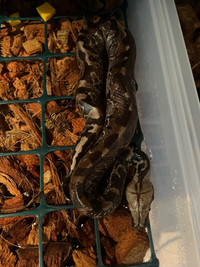 black blood python