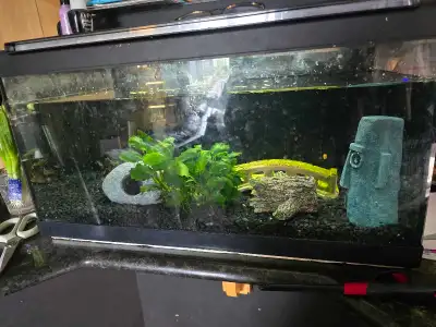 Fish tank with plecos and shrimp , View more