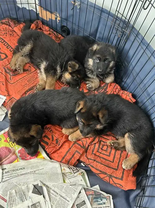 Looking to add a loyal and intelligent companion to your family? These adorable German Shepherd pupp...