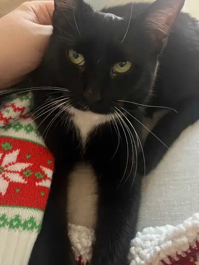 Bonjour, nous cherchons une famille pour notre chat femelle de 3 ans. Nous avons déjà 3 autres anima...