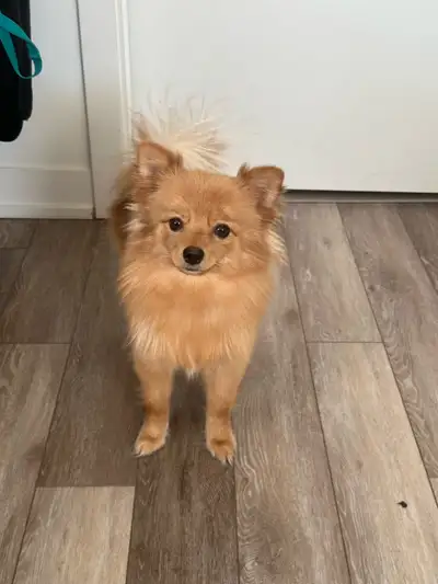 Pomeranian, View more