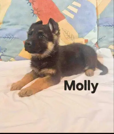 German Shepherd Puppies, View more