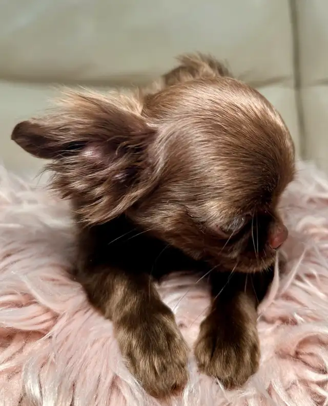 Rare Long-Haired Dark Chocolate Chihuahua Boy – Top Pedigree in Dogs & Puppies for Rehoming in Markham / York Region - Image 5