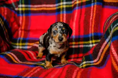 Furever Homes Needed! Mini Dachshund Puppies, View more