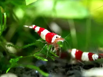 Red Crystal shrimps, View more