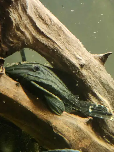 Broken Line Royal Pleco L191 4.5", View more