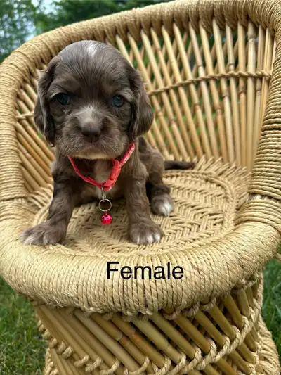 cocker spaniel, View more