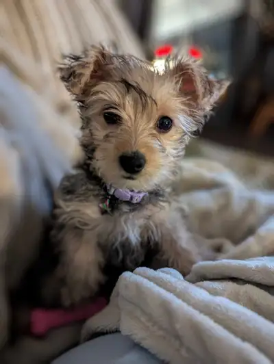 Yorkie Bichon Puppy 6 1/2 mo. old For Sale, View more