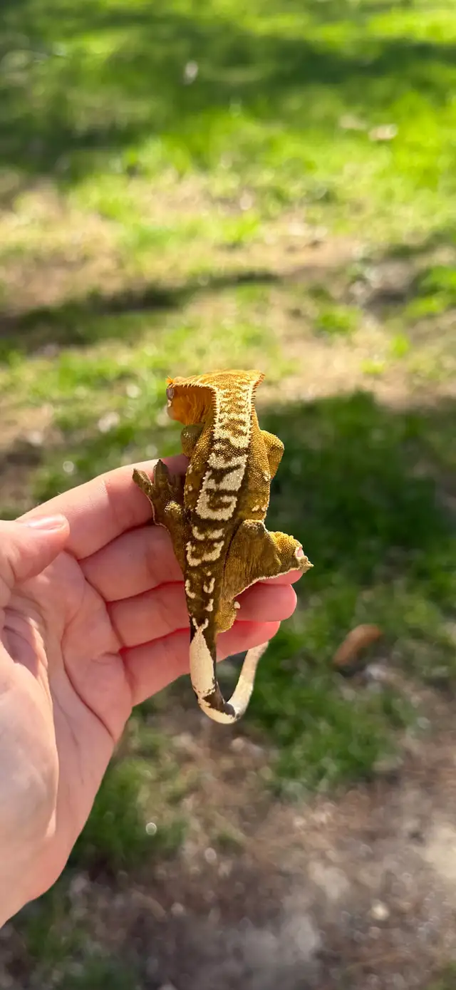 adulte mâle gecko à crête in Reptiles & Amphibians for Rehoming in Laurentides - Image 8