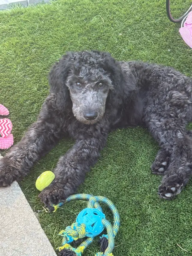 caniche royal (poodle) in Dogs & Puppies for Rehoming in Laurentides - Image 2