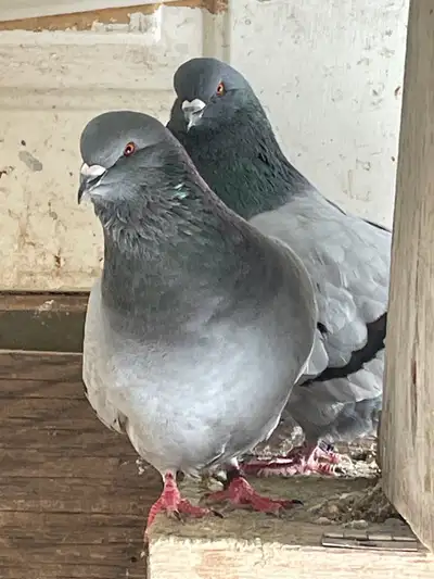 grey pigeons , View more