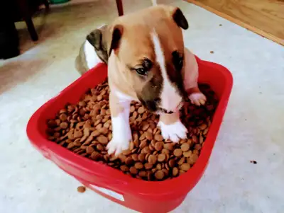 Onlyone least  Bull Terrier ! Ready to go ❤️, View more