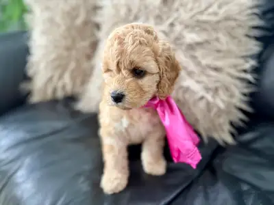 Mini Australian Labradoodles, View more