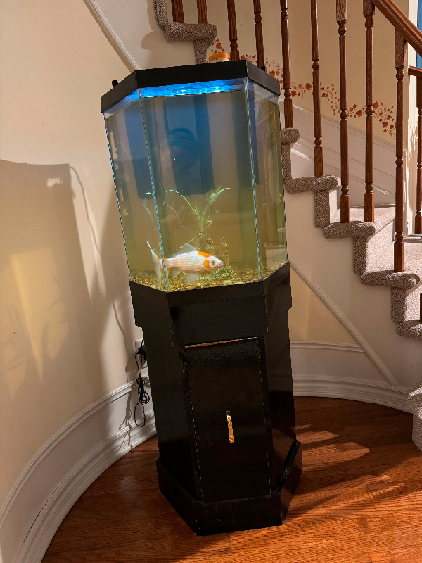Fish tank (25 gallon)&stand& 1 fish in Accessories in Ottawa