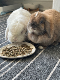  2Bunny Holland lop Neutered and Spayed Free Roaming Adoption 