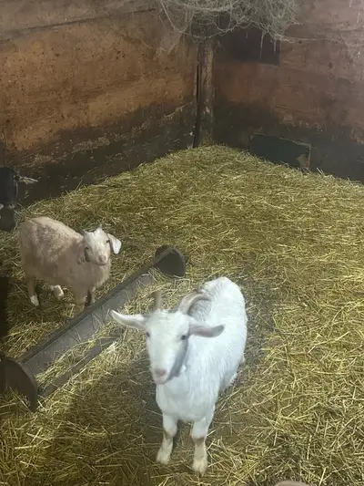goats for sale, View more