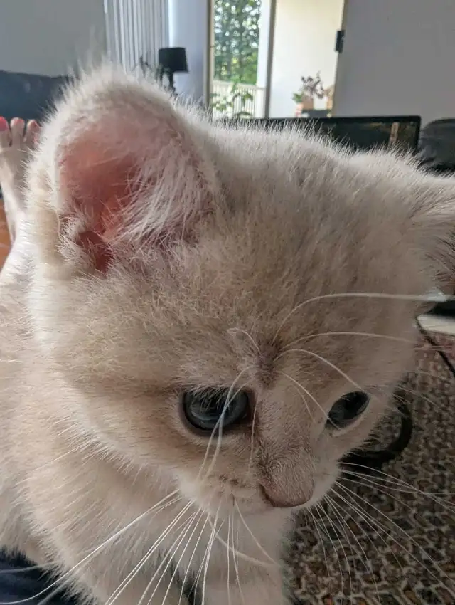 blue golden british shorthair  in Cats & Kittens for Rehoming in North Shore - Image 4