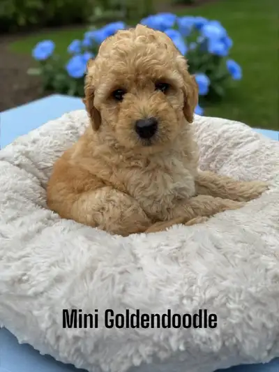 cute mini bernedoodles and mini goldendoodles available, View more