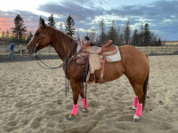 11 Year Old Quarter Horse Mare