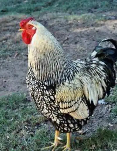 Free Roosters, View more