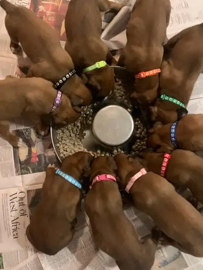 Boxer puppies, View more