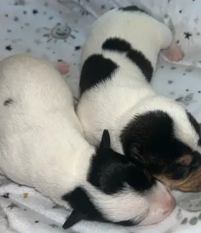 5 miniature dachshund puppies! Dad is a CKC registered chocolate piebald (pictured in last picture)...