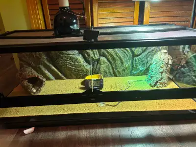 Selling my bearded dragon with everything included. He’s healthy and well taken care of. The cage se...