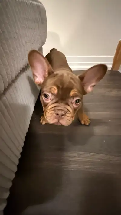 French Bulldog, View more