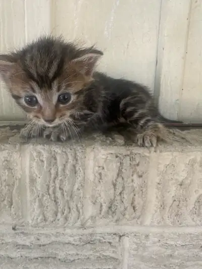 kittens for sale, View more