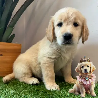 6 Chiots Golden retrievers couleur extraordinaire PURE RACE, View more