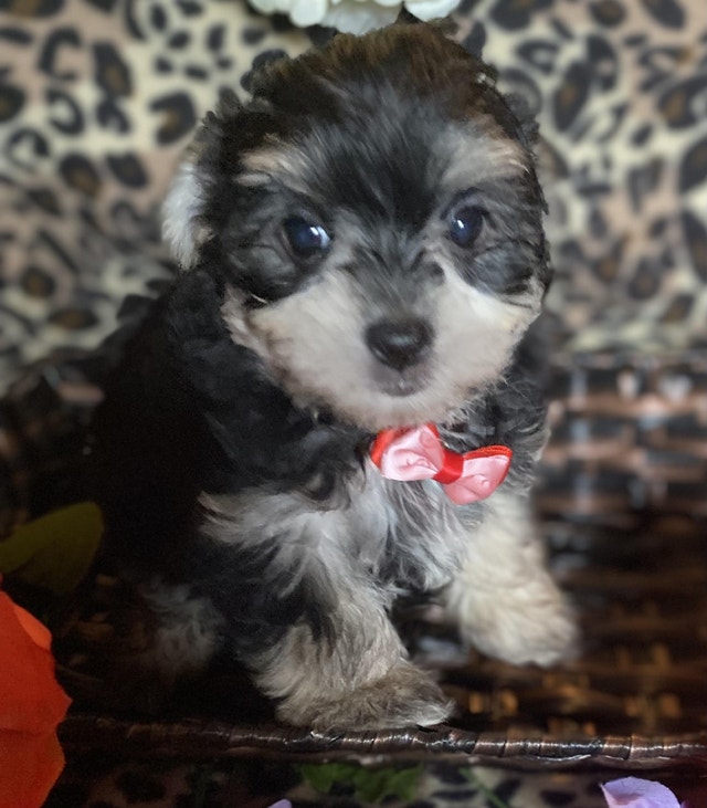 Ready to Go Yorkie & Yorkiepoos Dogs & Puppies for Rehoming City of