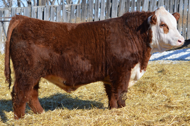 Hereford Bulls for Sale in Livestock in Swift Current