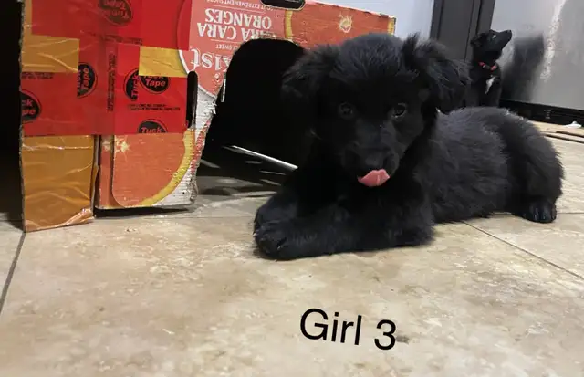 KING SHEPHERD CROSS PUPPIES - Livestock Guardians / Protectors in Dogs & Puppies for Rehoming in Saskatoon - Image 5