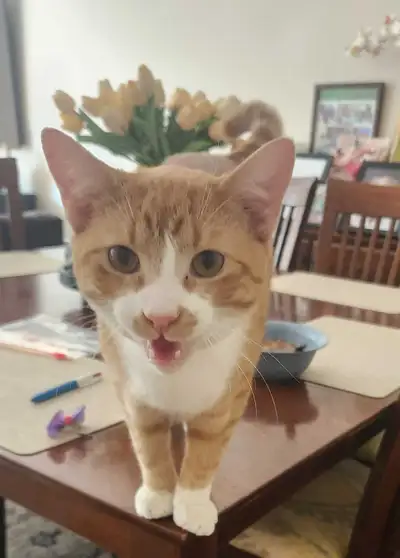 New home for young male Cat (with food and accessories), View more