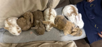  Absolutely adorable mini Rex/holland lop baby Bunnies 