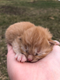 Cute Kittens For Sale!